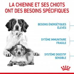 ROYAL CANIN Dog Starter Mother & Babydog Medium -nourriture pour chien boutique dog starter mother babydog medium 3